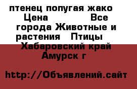 птенец попугая жако  › Цена ­ 60 000 - Все города Животные и растения » Птицы   . Хабаровский край,Амурск г.